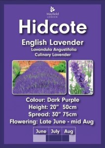 Hidcote Lavender Plants 2 Litre Pots